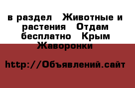  в раздел : Животные и растения » Отдам бесплатно . Крым,Жаворонки